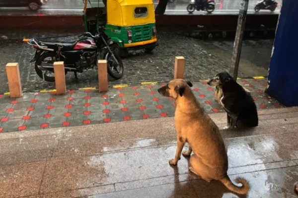 JNU dog order