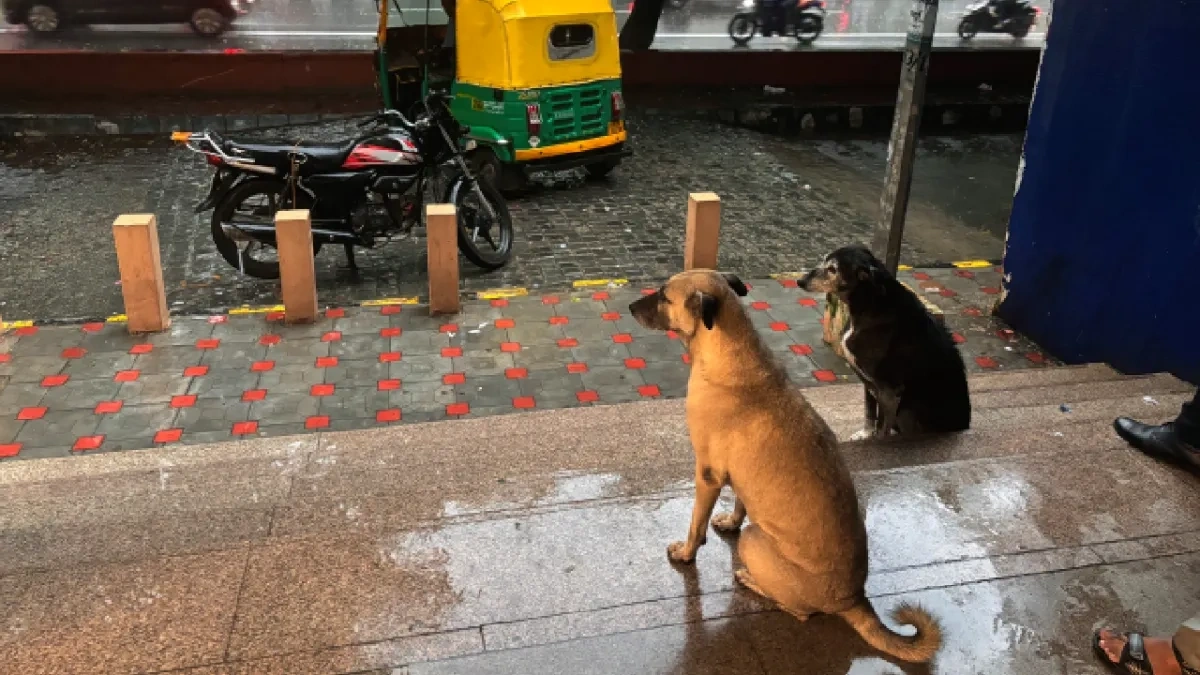 JNU dog order